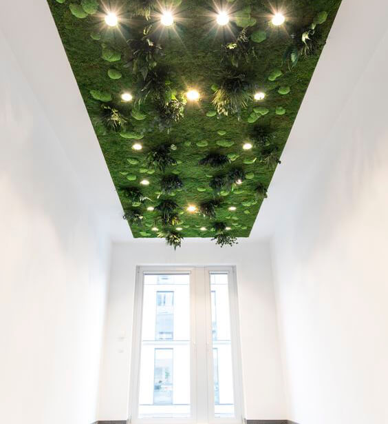 Karibu Design Studio Iasi - Muschi decorativi