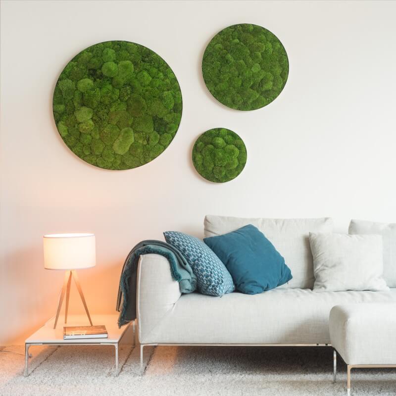 Karibu Design Studio Iasi - Muschi decorativi